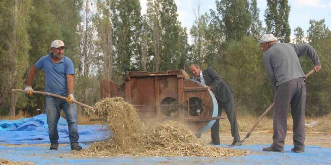 Modern yöntemler kabul edilmiyor, geleneksel hasat ediliyor! Ata tohumun ürünü: 10 yıldır bu usul kullanılıyor 1